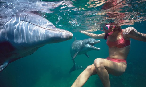 Nado com golfinho em cativeiro. Foto Alamy Stock Photo